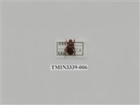 藏品(雙條甘蔗金龜)的圖片